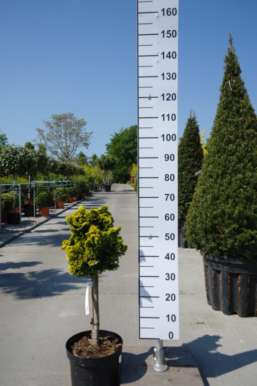 Chamaecyparis obtusa 'Kosteri'