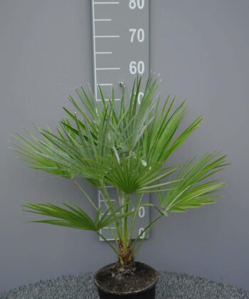Palmboom Chamaerops Humillis
