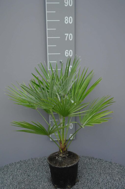 Palmboom Chamaerops Humillis