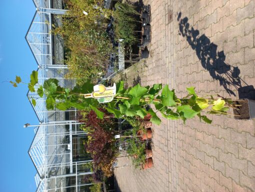 Vitis Vinifera 'Chardonnay' - Afbeelding 2