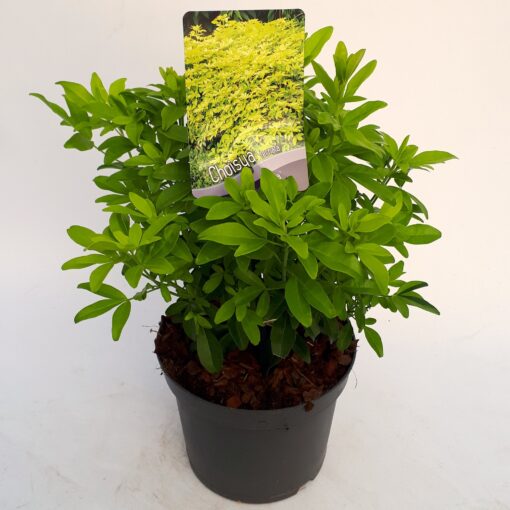 Choisya ternata 'Brica' - Afbeelding 2