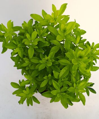 Choisya ternata 'Brica'