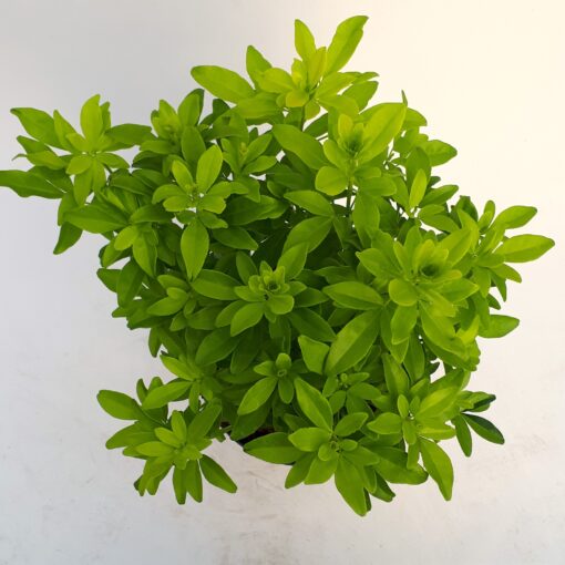 Choisya ternata 'Brica'