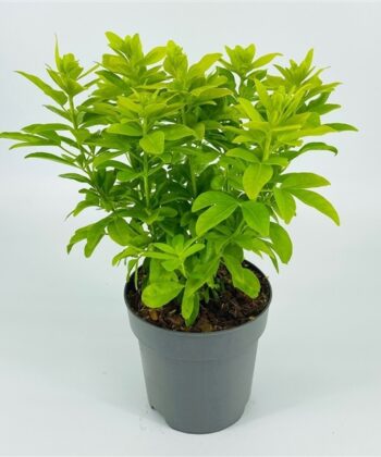 Choisya ternata 'Lich'
