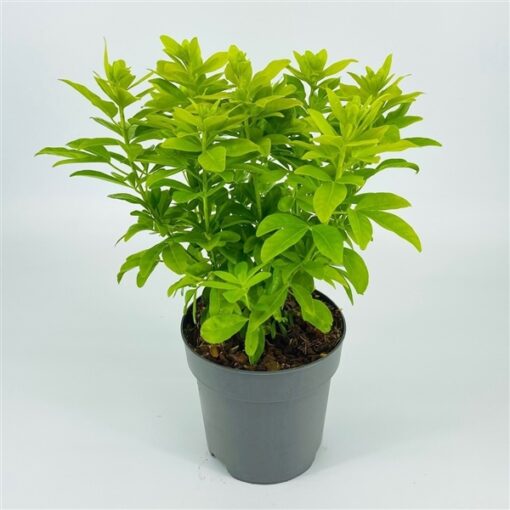 Choisya ternata 'Lich'