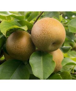 Pyrus pyrifolia 'Shinko' - nashipeer
