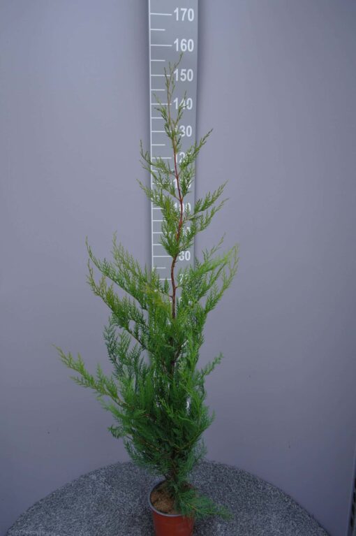 Cupressocyparis Leylandii