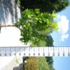 Citrus Sinensis