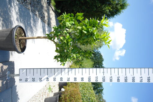 Citrus Sinensis
