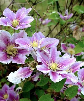 Clematis