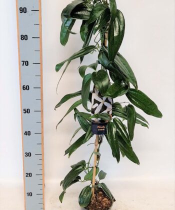 Clematis Armandii