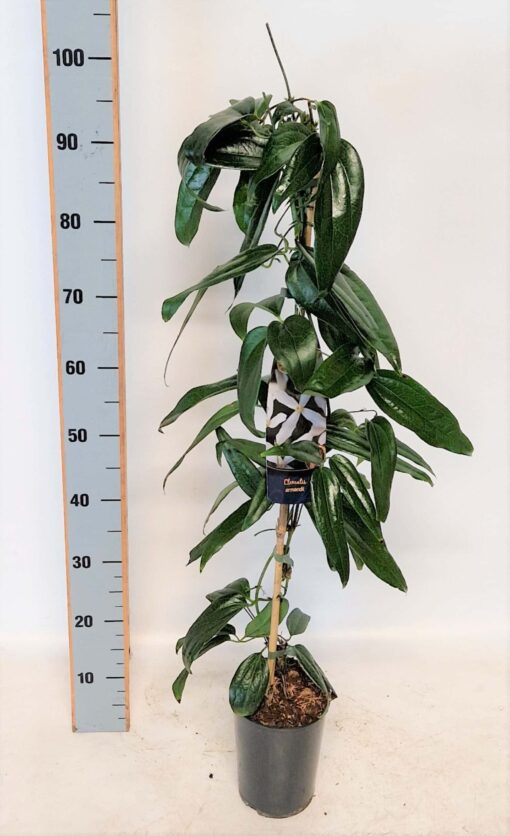 Clematis Armandii