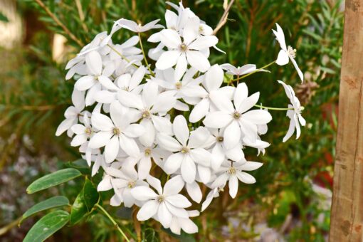 Clematis Armandii - Afbeelding 2