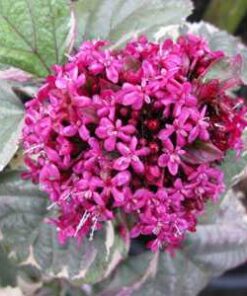 Clerodendrum bungei 'Pink Diamond'