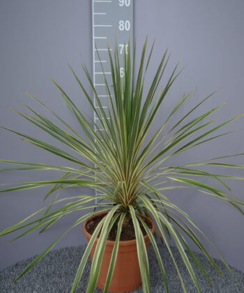 Cordyline Australis Dazzler