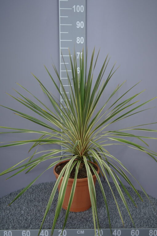 Cordyline Australis Dazzler