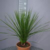 Cordyline Indivisa