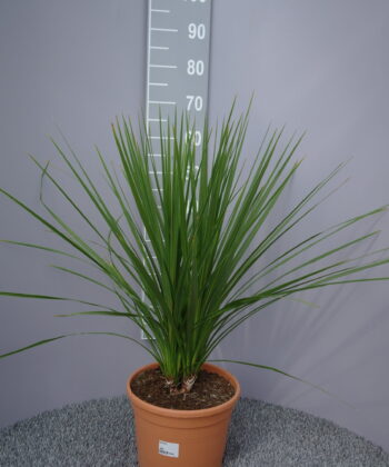 Cordyline Indivisa