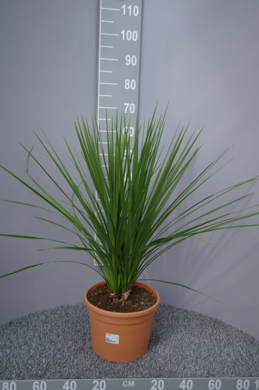 Cordyline Indivisa