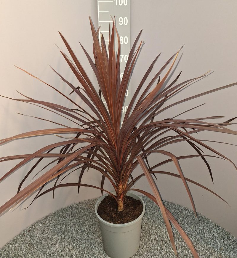 Cordyline 'Red star' palmboom
