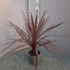 Cordyline 'red star'