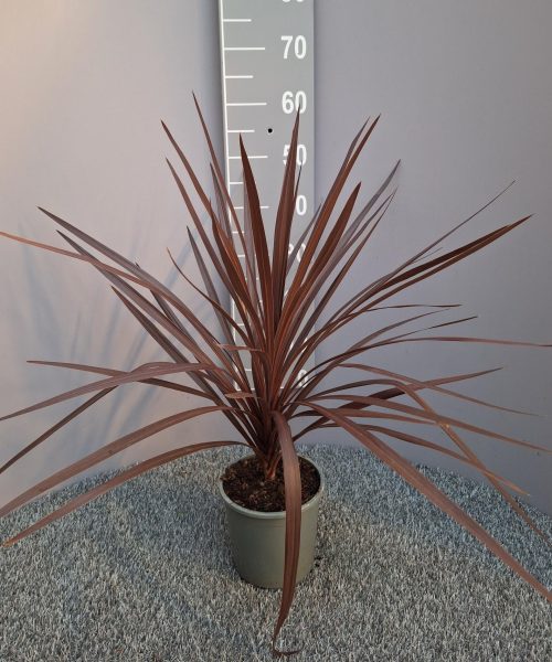 Cordyline 'red star'