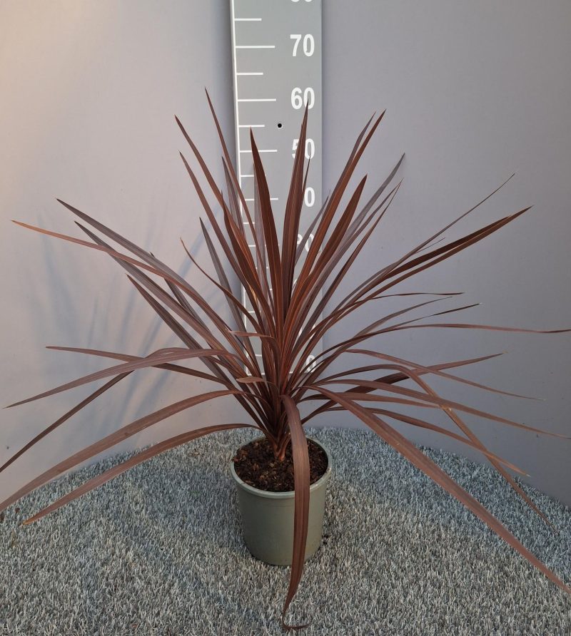Cordyline 'red star'