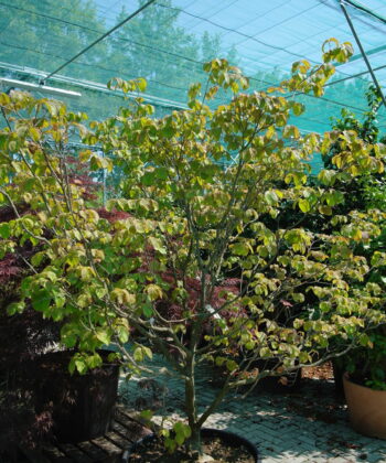 Cornus Kousa 'Satomi'