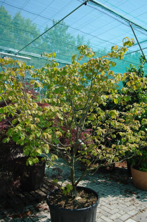 Cornus Kousa 'Satomi'