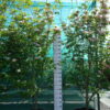 Cornus 'Stellar Pink' (Rutgan)