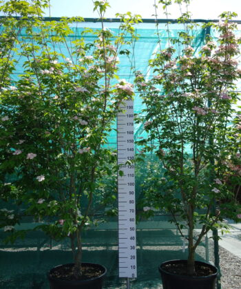 Cornus 'Stellar Pink' (Rutgan)