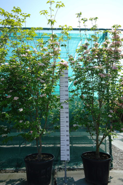 Cornus 'Stellar Pink' (Rutgan)