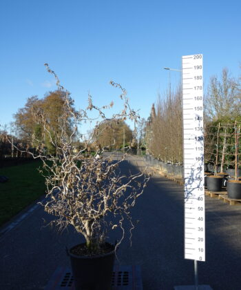 Corylus avellana 'Contorta'