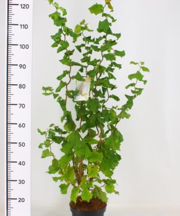 Corylus avellana 'Medusa'