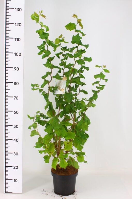 Corylus avellana 'Medusa'