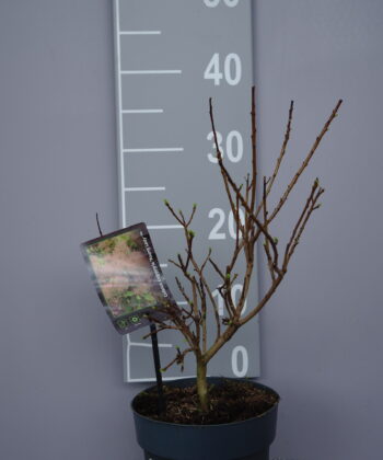 Cotinus coggygria 'Young Lady'