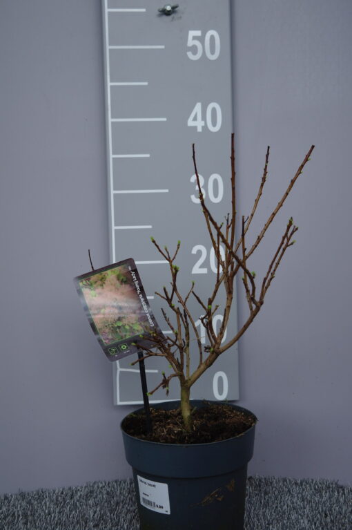Cotinus coggygria 'Young Lady'