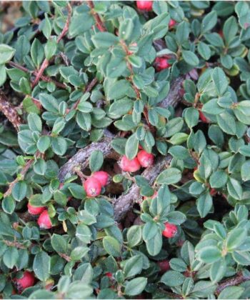 Cotoneaster 'Queen of Carpet' op stam - Dwergmispel