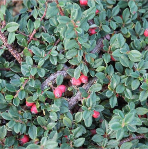Cotoneaster 'Queen of Carpet' op stam - Dwergmispel