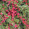 Cotoneaster 'Streib's Findling' op stam - Dwergmispel