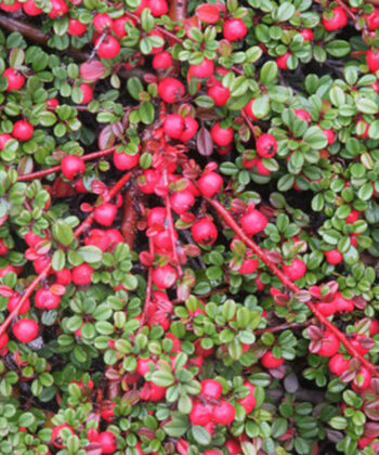 Cotoneaster 'Streib's Findling' op stam - Dwergmispel