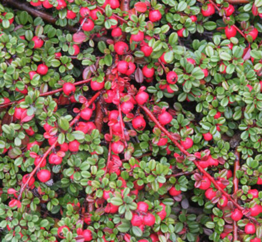 Cotoneaster 'Streib's Findling' op stam - Dwergmispel