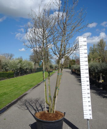 Malus Golden Delicious/Cox Orange pippin duo appel