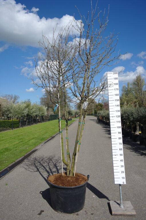 Malus Golden Delicious/Cox Orange pippin duo appel