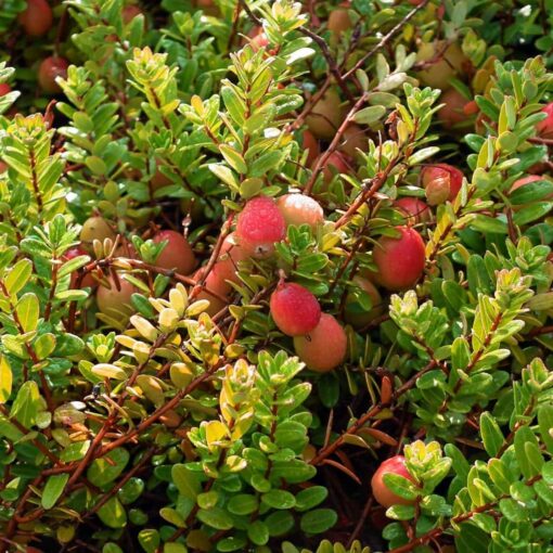 Vaccinium macrocarpon ‘Cranberry'