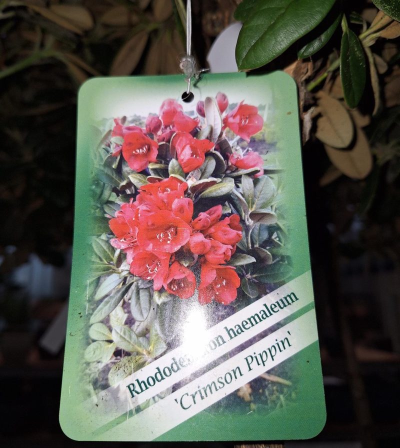 Rhododendron 'Crimson Pippin' op stam - Afbeelding 2