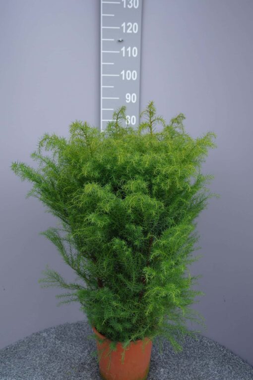 Cryptomeria Jap. 'Elegans'