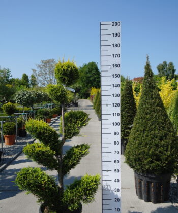Cupressocyparis Leylandii cwg pon pon