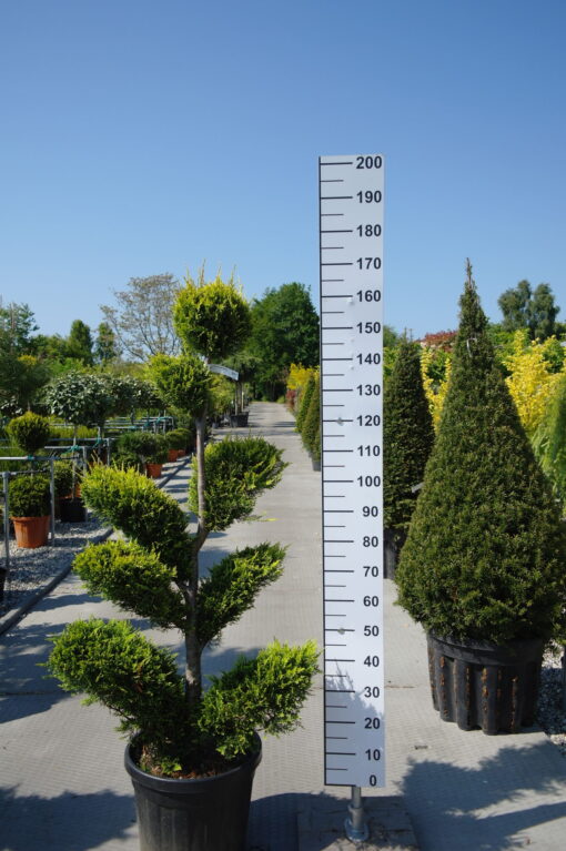 Cupressocyparis Leylandii cwg pon pon