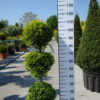 Cupressocyparis Leylandii cwg 3 bollen